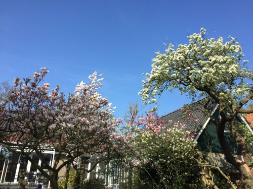 Wintersnoei, lentekriebels en zomerzon